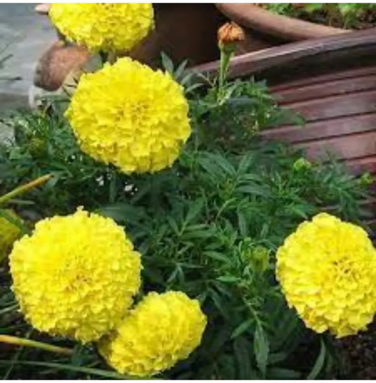 Семена бархатцев прямостоячих «Купид лимонные»