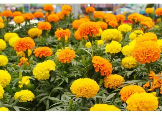 Семена бархатцев прямостоячих, смесь сортов «Летние гиганты»