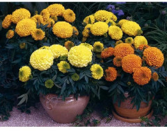 Семена бархатцев прямостоячих, смесь сортов «Летние гиганты» - Фото 2