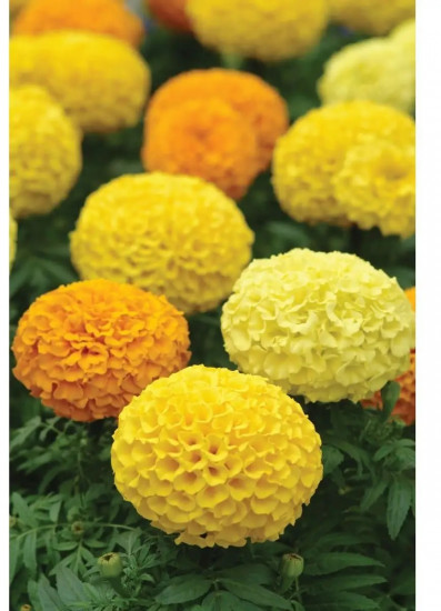 Семена бархатцев прямостоячих, смесь сортов «Летние гиганты»