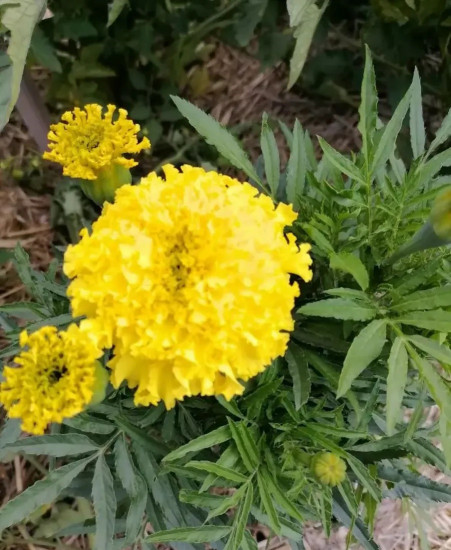 Семена бархатцев отклоненных «Лимонный карлик-гигант»