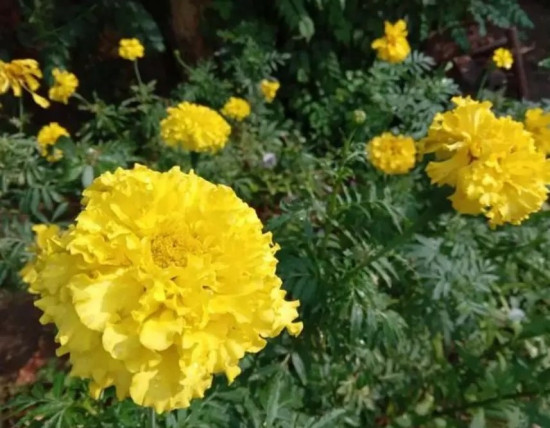 Семена бархатцев отклоненных «Лимонный карлик-гигант»