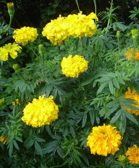 Семена бархатцев отклоненных «Лимонный карлик-гигант»