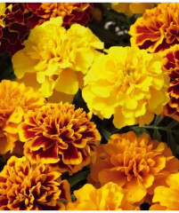 Семена бархатцев отклоненных, смесь сортов «Литл хироу» - Фото 1