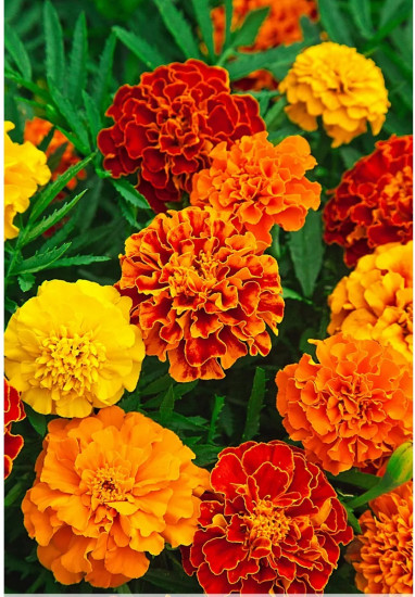 Семена бархатцев отклоненных, смесь сортов «Литл хироу»