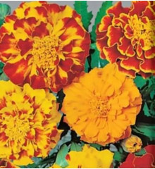 Семена бархатцев отклоненных, смесь сортов «Литл хироу» - Фото 4