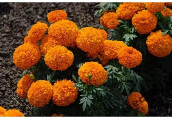 Семена бархатцев прямостоячих «Оранжевый рыцарь»