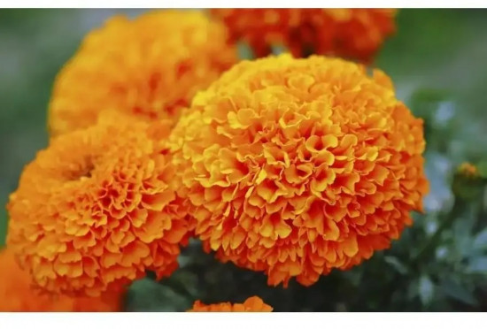 Семена бархатцев прямостоячих «Оранжевый рыцарь»