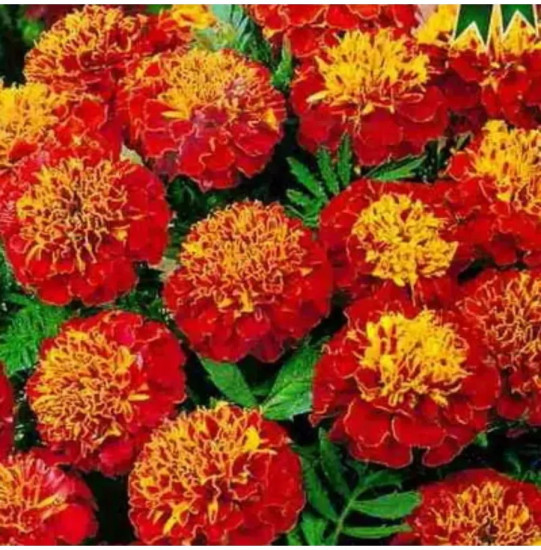 Семена бархатцев отклоненных «Прима красные F1»