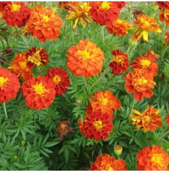 Семена бархатцев отклоненных «Прима красные F1»