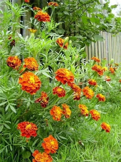 Семена бархатцев отклоненных «Прима красные F1»