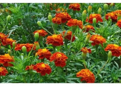 Семена бархатцев отклоненных «Прима красные F1» - Фото 4