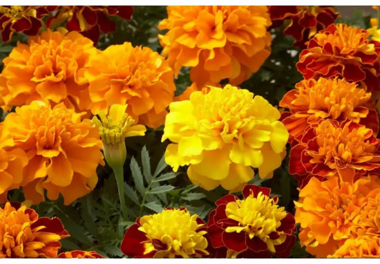 Семена бархатцев отклоненных, смесь сортов «Супер хироу макси»