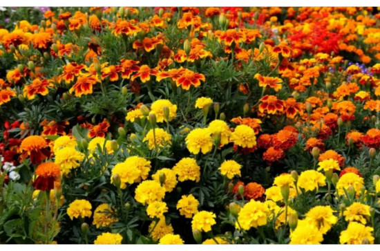 Семена бархатцев отклоненных, смесь сортов «Супер хироу макси»