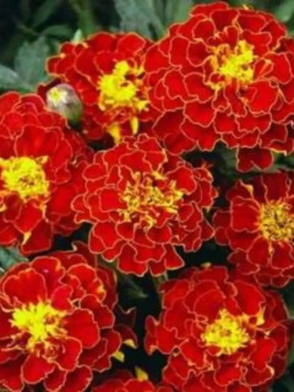 Семена бархатцев отклоненных «Чемпион красные»