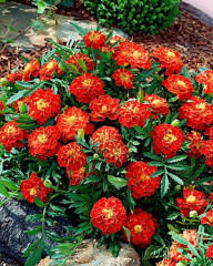 Семена бархатцев отклоненных «Чемпион красные» - Фото 2