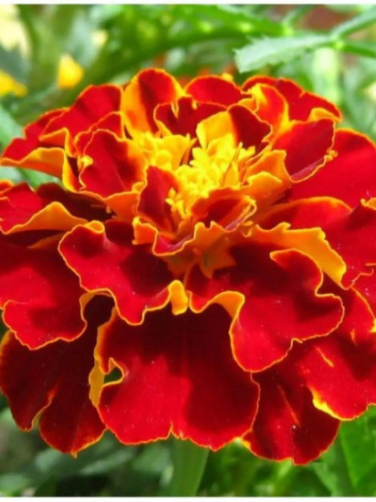 Семена бархатцев отклоненных «Чемпион красные»