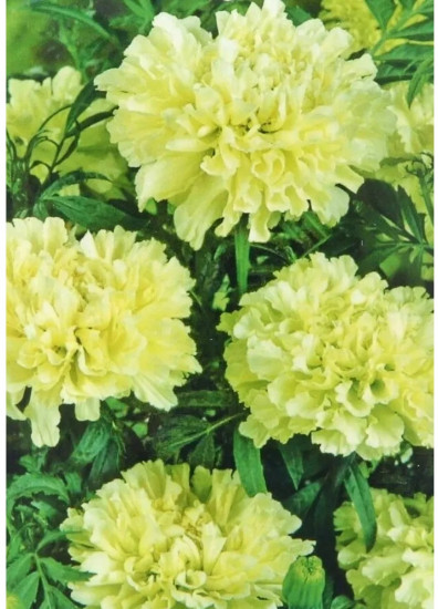 Семена бархатцев прямостоячих «Шугар энд спайс вайт»