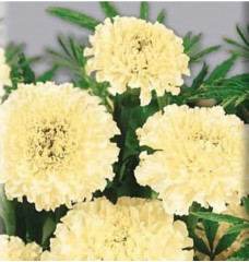 Семена бархатцев прямостоячих «Шугар энд спайс вайт» - Фото 3