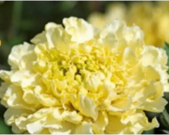 Семена бархатцев прямостоячих «Шугар энд спайс вайт» - Фото 4