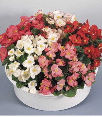 Семена бегонии вечноцветущей, смесь сортов «Искристая бронза F1» - Фото 1