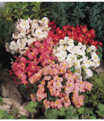 Семена бегонии вечноцветущей, смесь сортов «Искристая бронза F1» - Фото 2