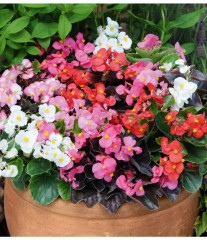 Семена бегонии вечноцветущей, смесь сортов «Искристая бронза F1» - Фото 3