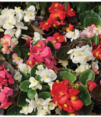 Семена бегонии вечноцветущей, смесь сортов «Искристая бронза F1» - Фото 4