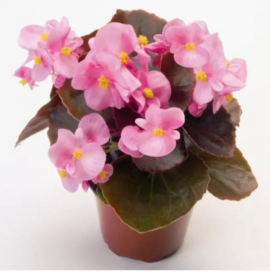 Семена бегонии вечноцветущей «Коктейль F1 бренди»