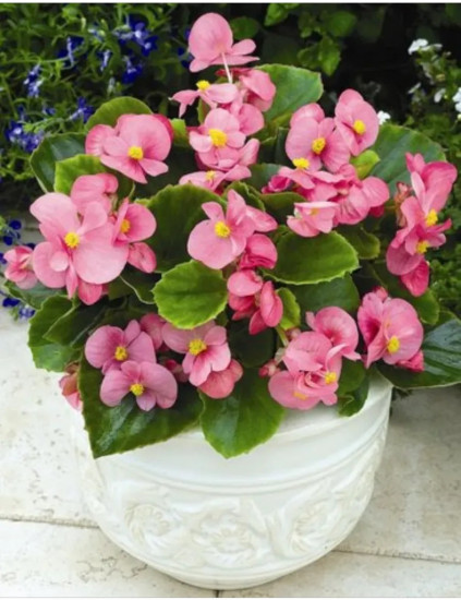 Семена бегонии вечноцветущей «Коктейль F1 бренди»