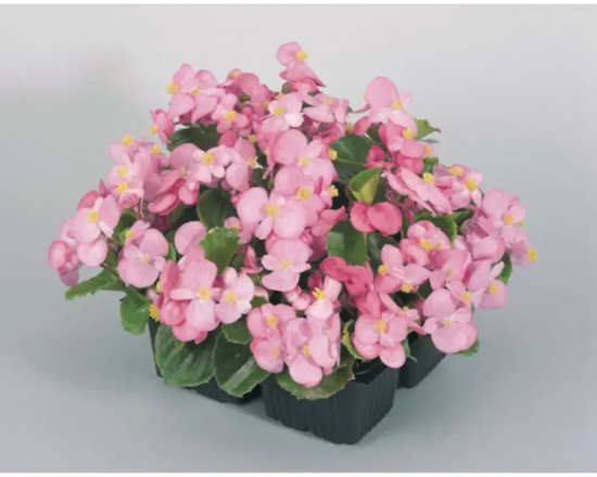 Семена бегонии вечноцветущей «Коктейль F1 бренди»