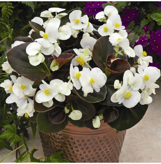 Семена бегонии вечноцветущей «Коктейль F1 виски»