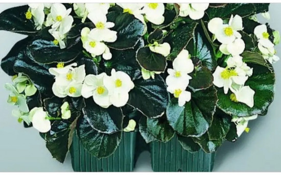 Семена бегонии вечноцветущей «Коктейль F1 виски»