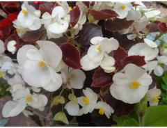 Семена бегонии вечноцветущей «Коктейль F1 виски» - Фото 3