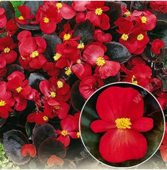 Семена бегонии вечноцветущей «Коктейль F1 водка»