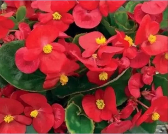 Семена бегонии вечноцветущей «Коктейль F1 водка»