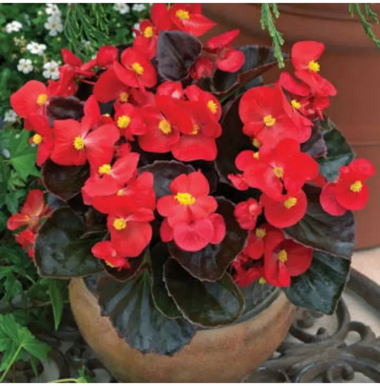 Семена бегонии вечноцветущей «Коктейль F1 водка»