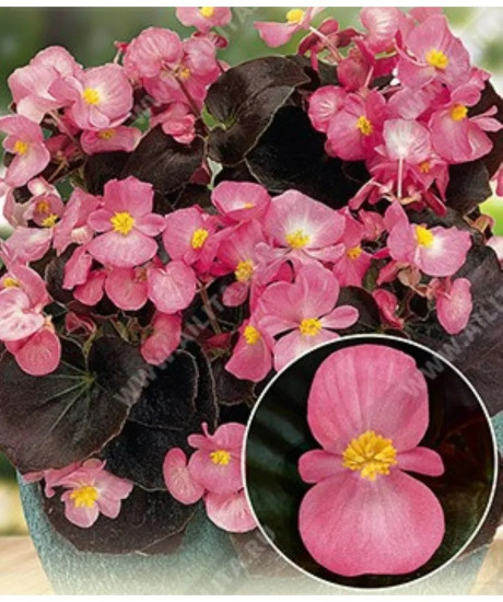 Семена бегонии вечноцветущей «Коктейль F1 джин»