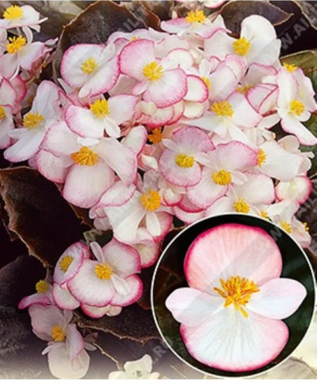 Семена бегонии вечноцветущей «Коктейль F1 ром»