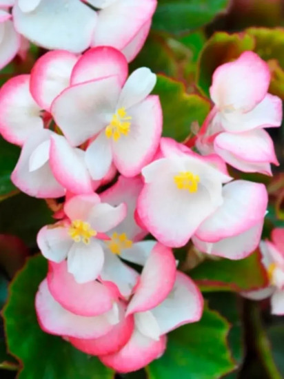 Семена бегонии вечноцветущей «Коктейль F1 ром»