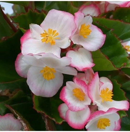 Семена бегонии вечноцветущей «Коктейль F1 ром»