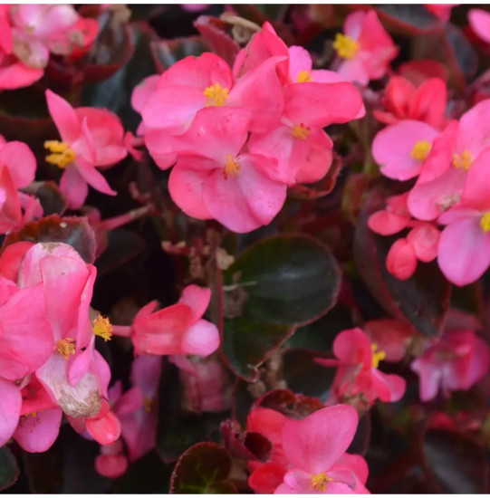 Семена бегонии вечноцветущей «Коктейль F1 текила»