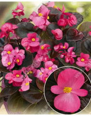 Семена бегонии вечноцветущей «Коктейль F1 текила» - Фото 2