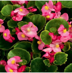 Семена бегонии вечноцветущей «Коктейль F1 текила» - Фото 3