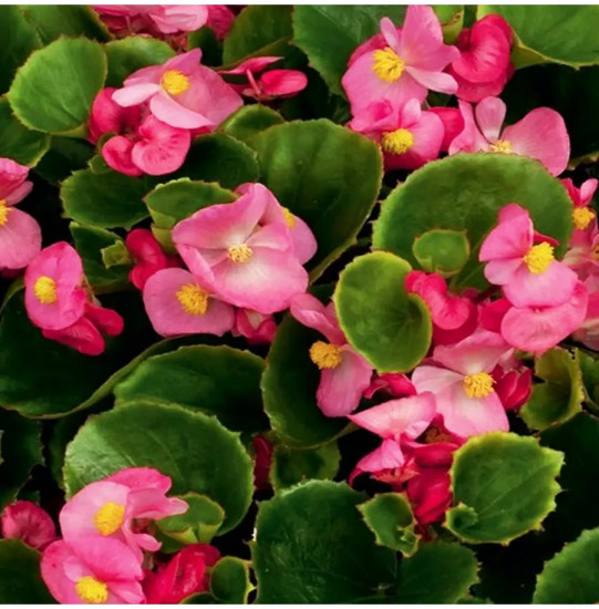 Семена бегонии вечноцветущей «Коктейль F1 текила»