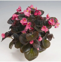 Семена бегонии вечноцветущей «Коктейль F1 текила» - Фото 4