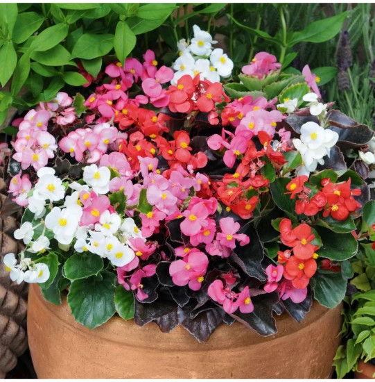Семена бегонии вечноцветущей, смесь сортов «Коктейль F1»
