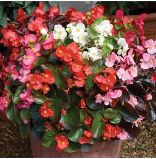 Семена бегонии вечноцветущей, смесь сортов «Коктейль F1»