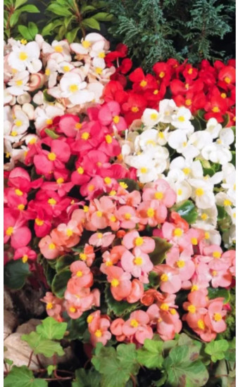 Семена бегонии вечноцветущей, смесь сортов «Коктейль F1»
