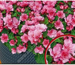 Семена бегонии вечноцветущей «Махровая Фея F1 ярко-розовая» - Фото 1